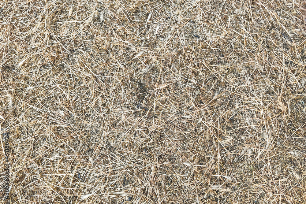 The texture of the mown young dry grass. The texture of the mown young dry grass.