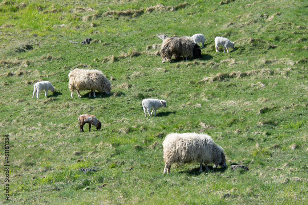 Fototapeta premium sheep and lambs
