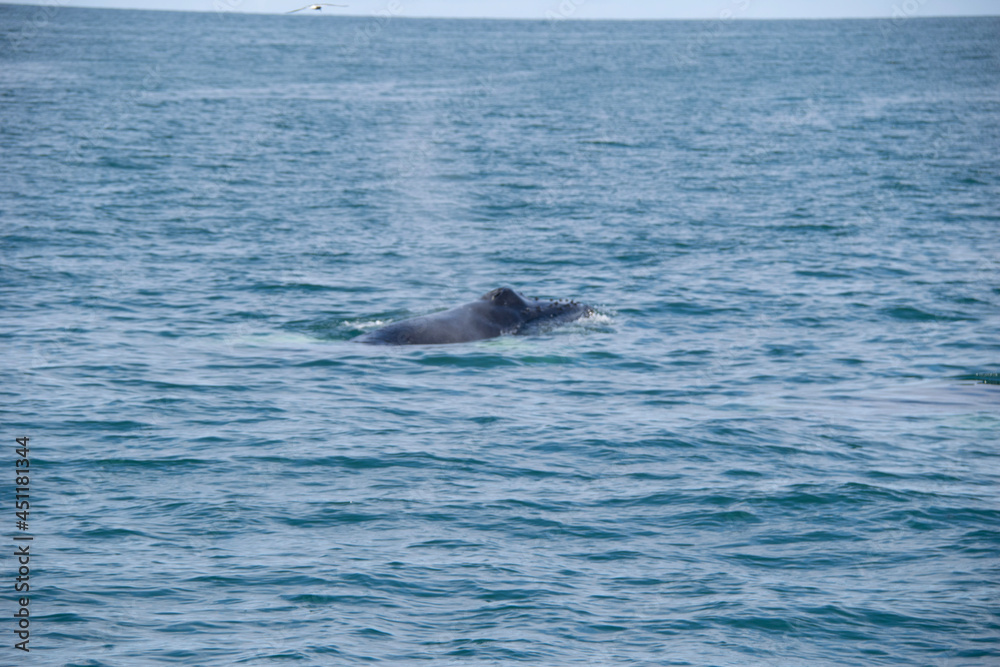 Obraz premium dolphin in the water