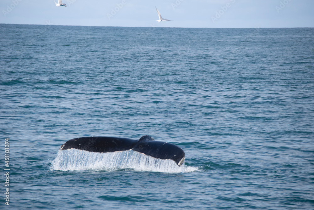 Fototapeta premium humpback tail