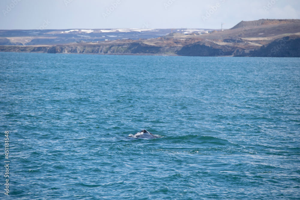Fototapeta premium surfing in the sea
