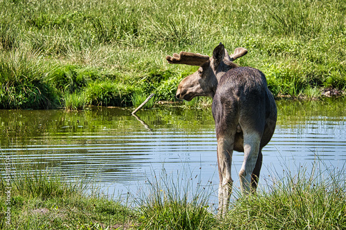 Wer ein Elch in der freien Natur begegnen durfte, wird dieses Erlebniss nicht mehr vergessen. Sehr beeindruckende Tiere. Diese wurden in Schweden Smalland gesehen photo