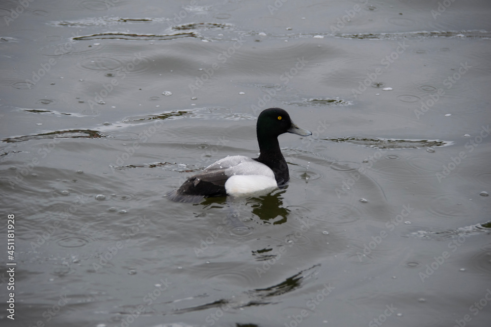 Fototapeta premium ducks on the water