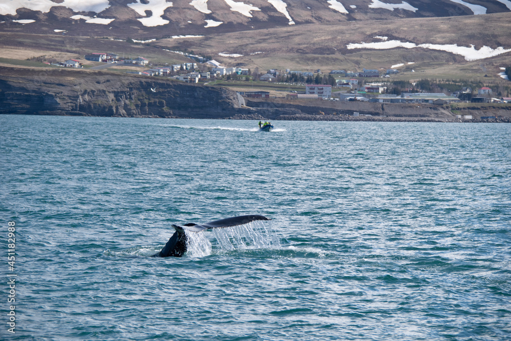 Fototapeta premium whale in the sea