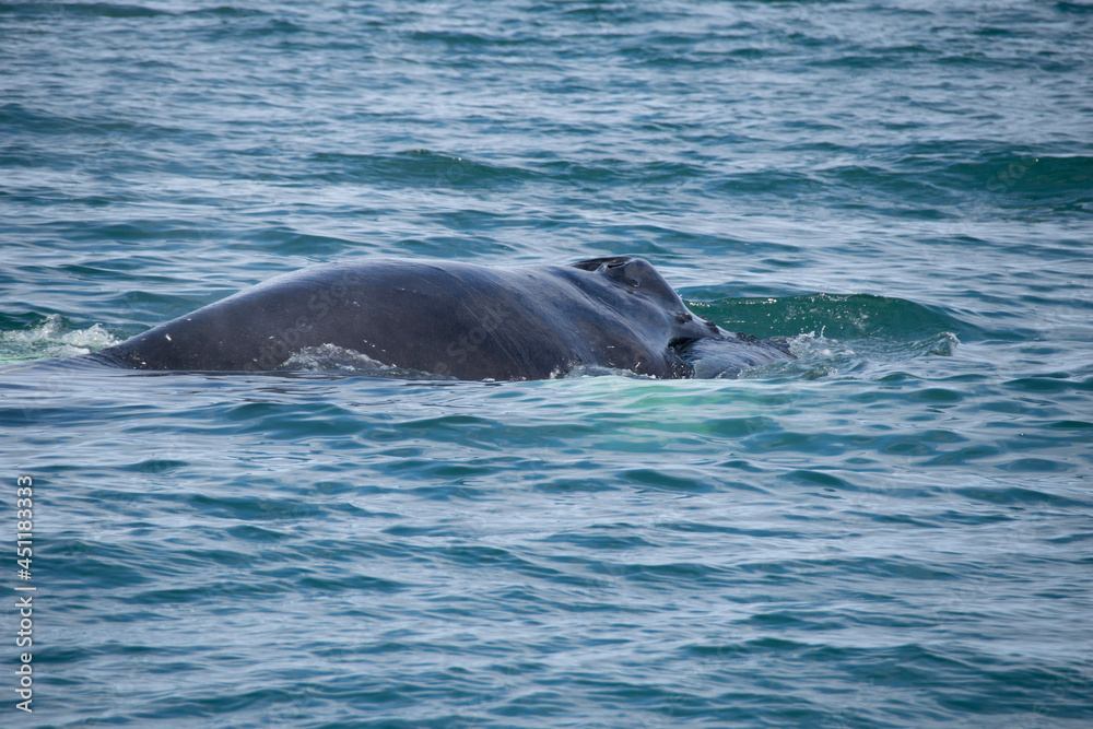 Obraz premium dolphin in the water