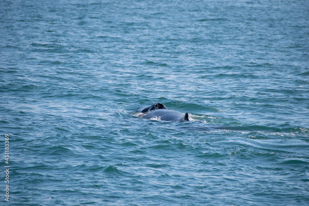dolphin in the water dolphin in the water