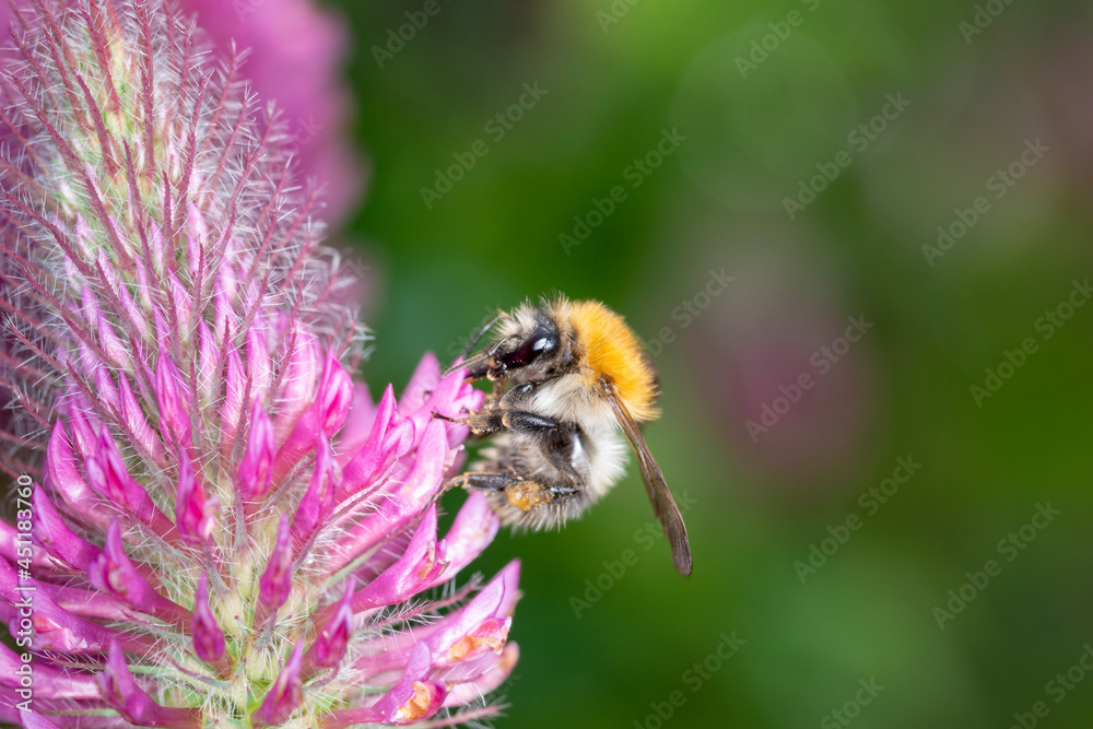 Common carder bee - Bombus pascuorum - pollinates Trifolium rubens Common carder bee - Bombus pascuorum - pollinates Trifolium rubens