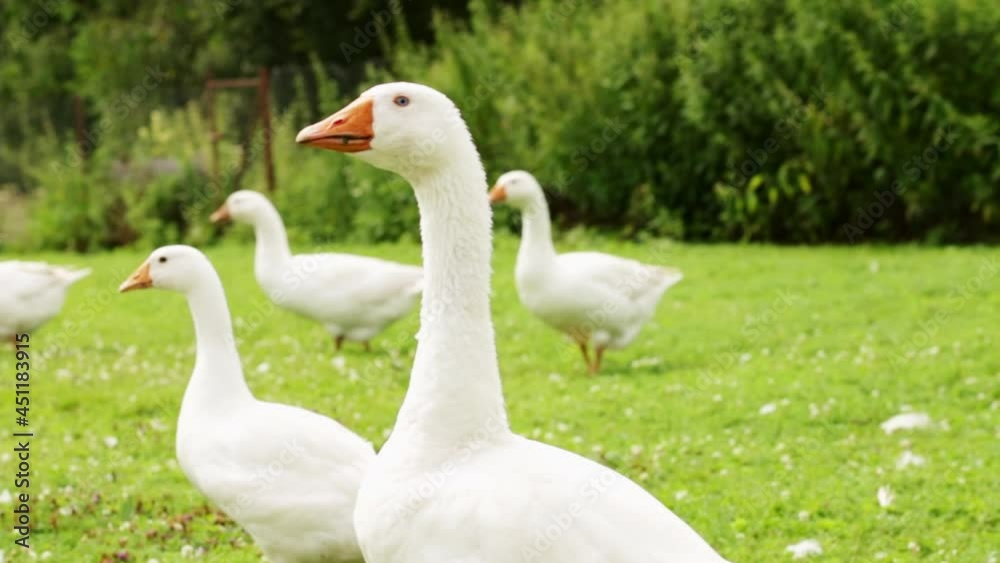 goose farm,flock of domestic white geese walking in the meadow goose farm,flock of domestic white geese walking in the meadow