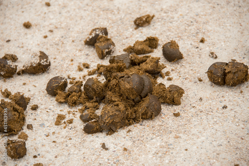 Pferd, Pferdeäpfel Stock Photo Adobe Stock