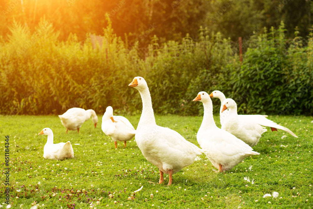 Flock of geese on a green meadow,farm birds walking on the lawn, nibbling grass Flock of geese on a green meadow,farm birds walking on the lawn, nibbling grass