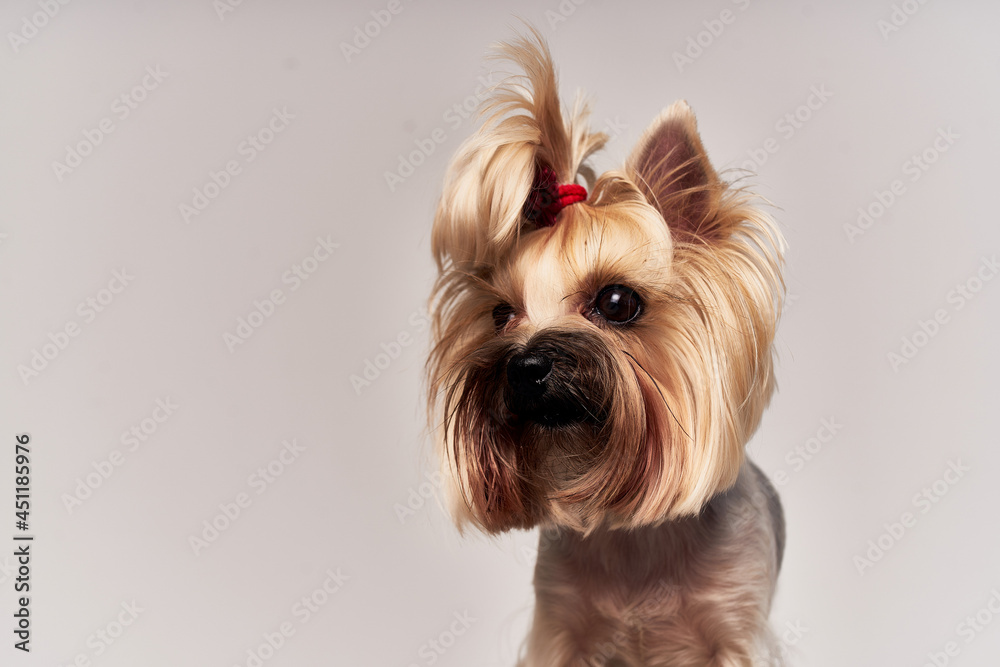 dog hairstyle for animals isolated background