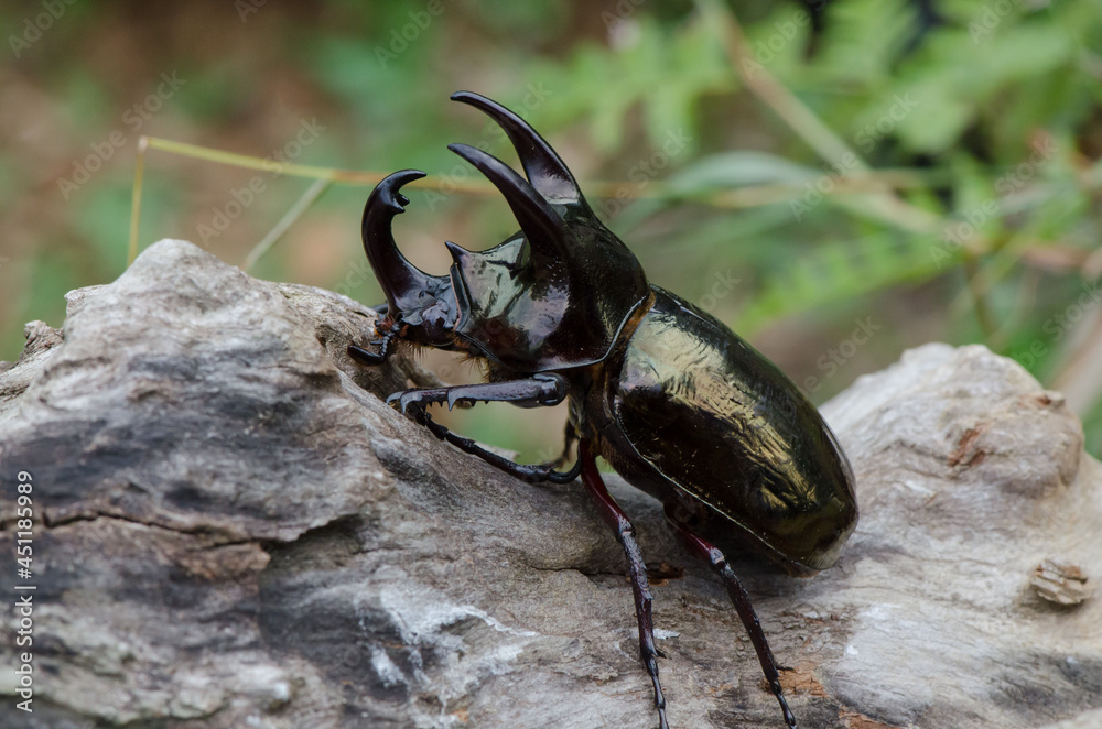 Main habitat in oil palm plantation. Malaysian Three Horned Rhinoceros