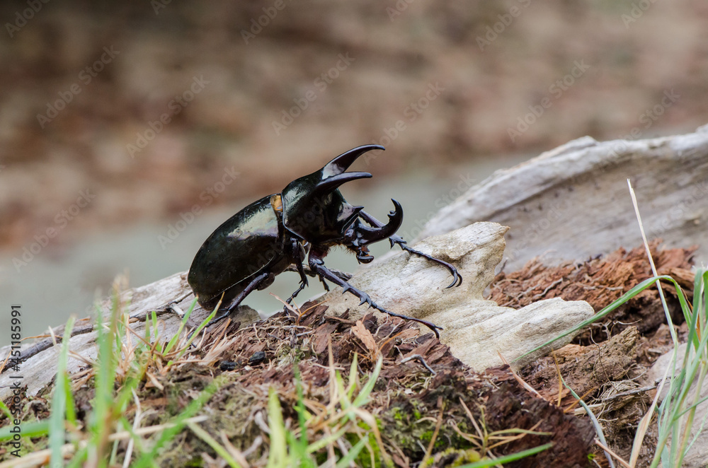 Main habitat in oil palm plantation. Malaysian Three Horned Rhinoceros
