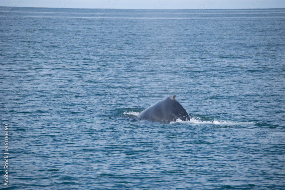 Fototapeta premium dolphin in the water