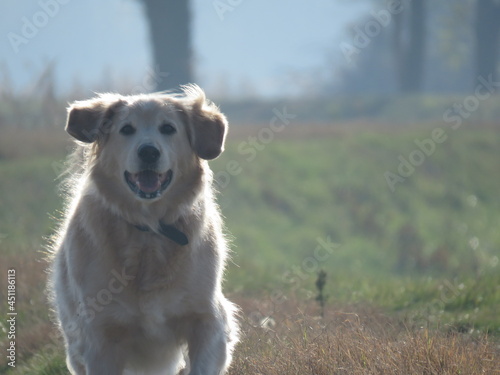 Cane felice che corre 