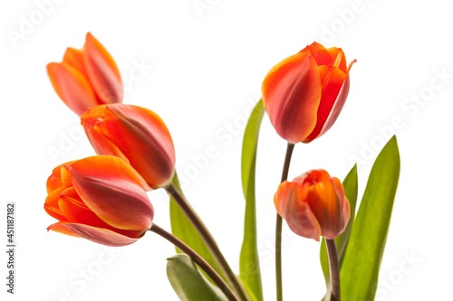 beautiful natural bunch of flower tulips