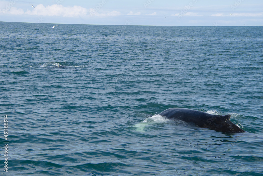 Obraz premium humpback tail