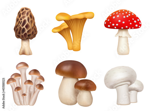 Obraz na plátně Mushrooms plants