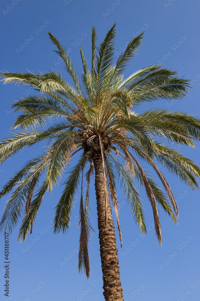 Fototapeta premium date palm on a blue sky background