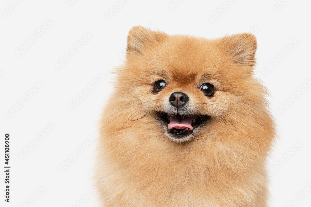 pomeranian dog sitting on isolated background. pomeranian dog sitting on isolated background.