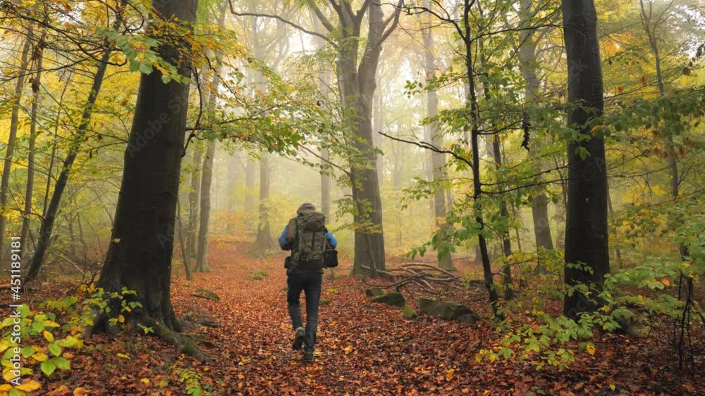 Hiker on a beautiful foliage-covered forest path in colorful autumn, with mist and deciduous trees
Hiker on a beautiful foliage-covered forest path in colorful autumn, with mist and deciduous trees