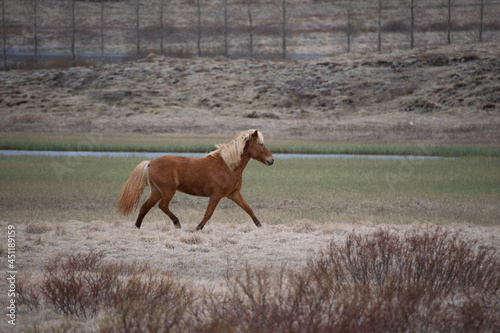 horse in the field