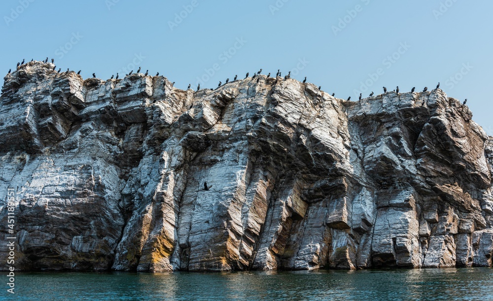 Baikal black cormorant stands guard 3