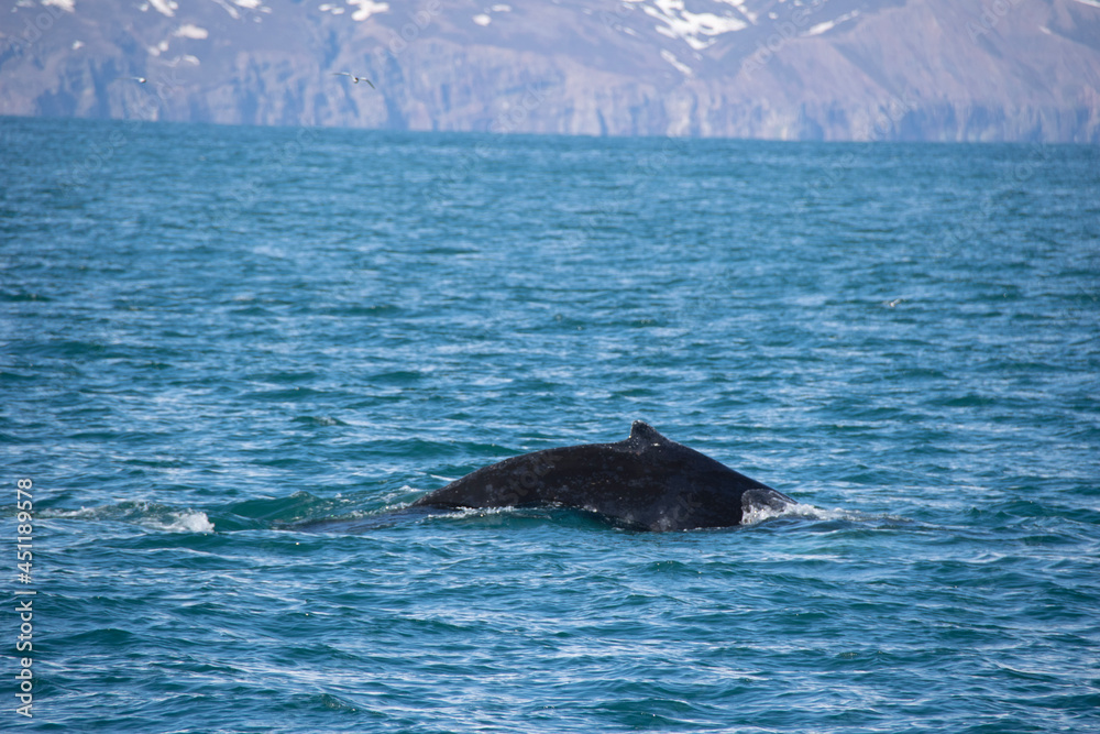 Naklejka premium humpback tail