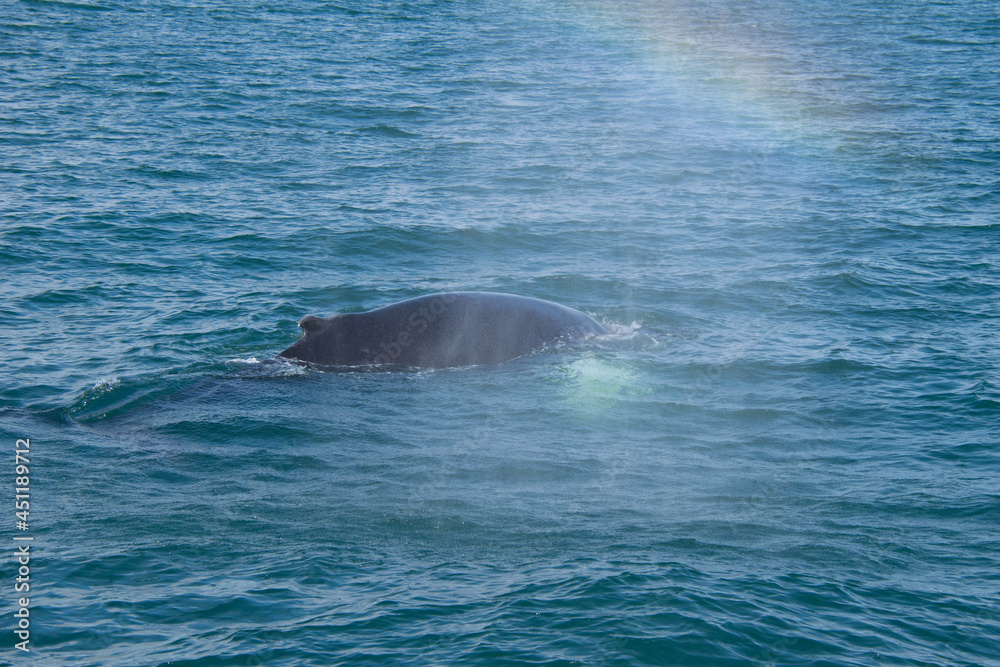 dolphin in the water dolphin in the water
