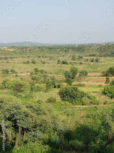 landscape with trees