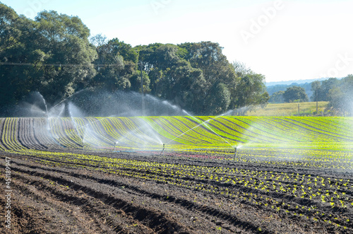 Varied planting of vegetables being irrigated with an irrigation system