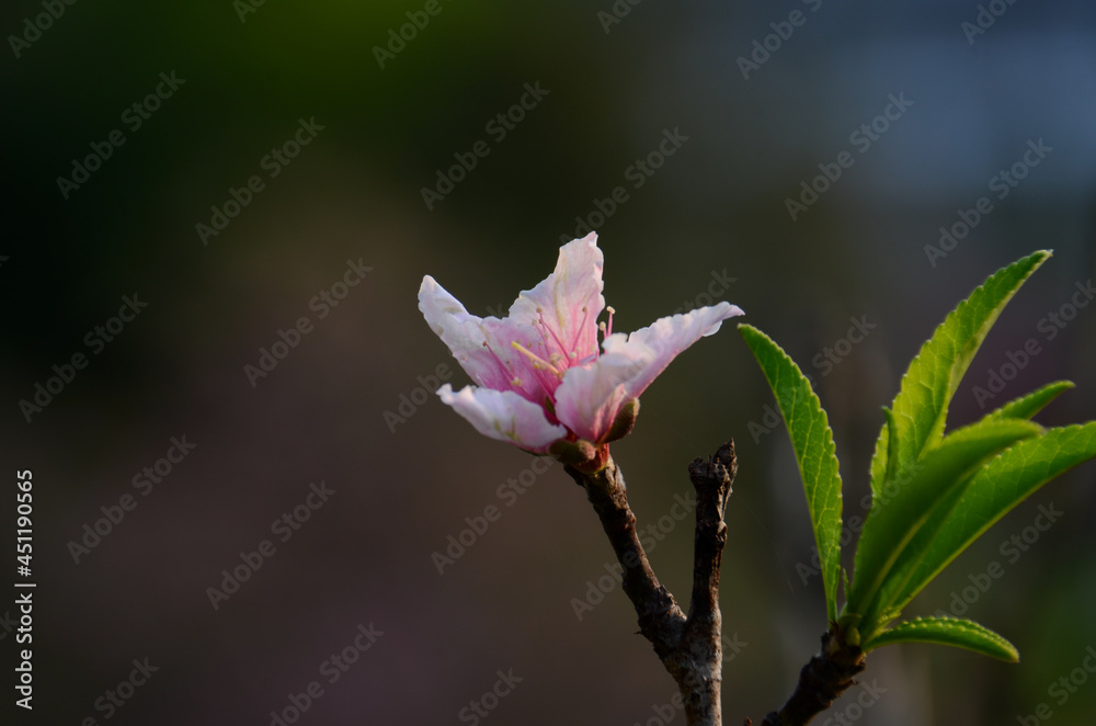 peach flower