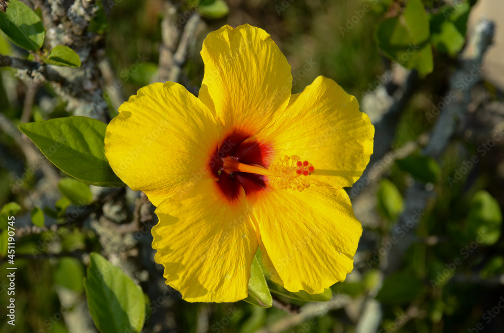 yellow hibiscus yellow hibiscus