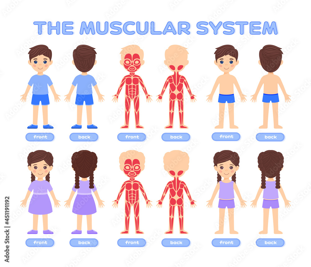 Human Muscular System. Front and Back View in a Flat Cartoon style for Children. Isolated Boy and Girl. The Silhouette of a Kids with Muscles. Illustration for Medical design, Anatomy Lesson. Vector Human Muscular System. Front and Back View in a Flat Cartoon style for Children. Isolated Boy and Girl. The Silhouette of a Kids with Muscles. Illustration for Medical design, Anatomy Lesson. Vector