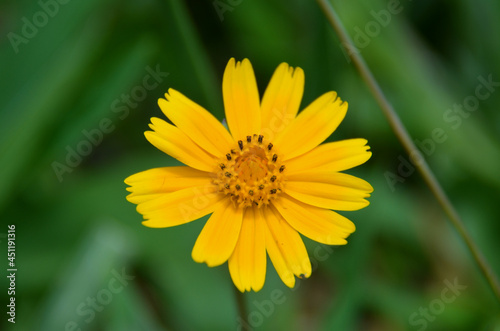 yellow gerbera daisy flower