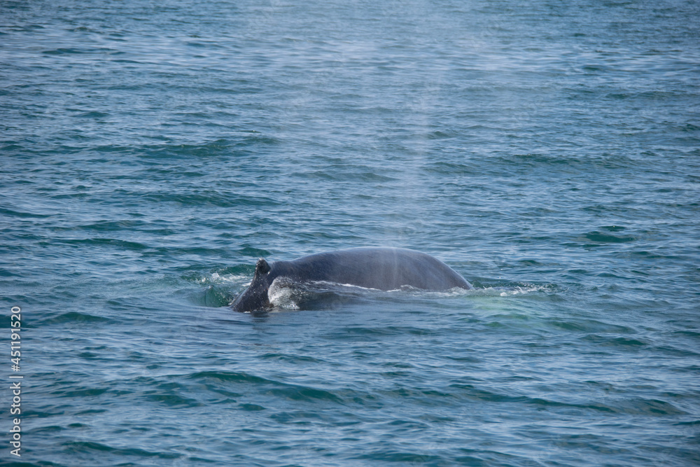 Fototapeta premium pair of dolphins