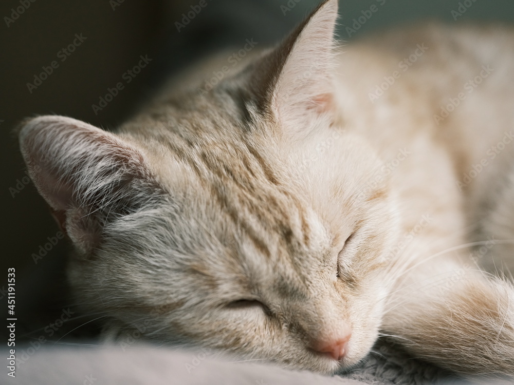 横たわる猫 横たわる猫