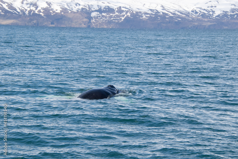humpback tail humpback tail