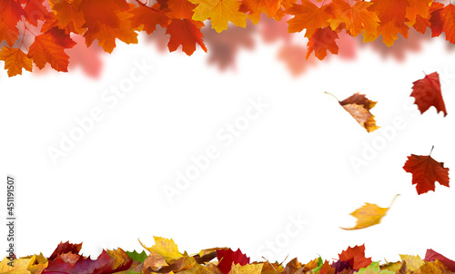 isolated maple leaves on the white background with copy space 
