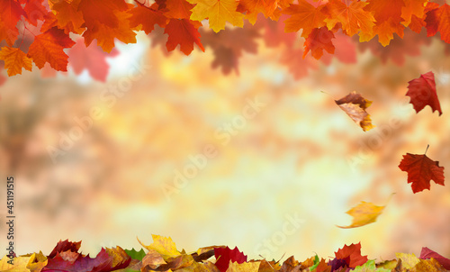 maple leaves on the autumn background with copy space 