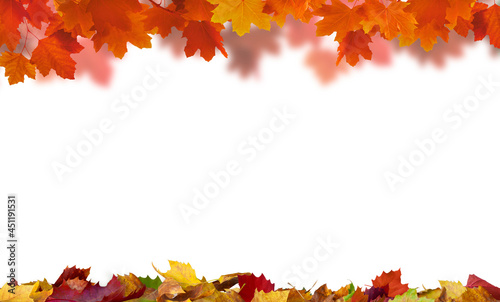 isolated maple leaves on the white background with copy space	