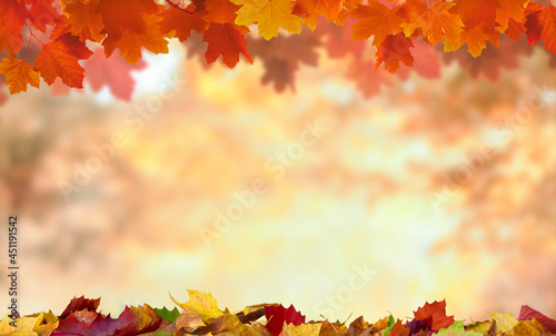 maple leaves on the autumn background with copy space 