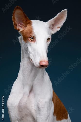 dog on a dark blue background in the studio. portrait spanish greyhound, podenko ibitsenko