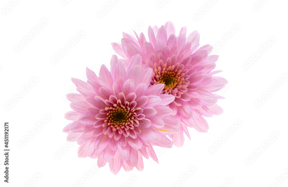 chrysanthemum pink isolated