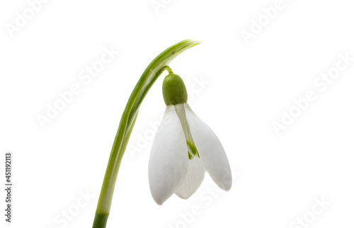 Snowdrop flower isolated