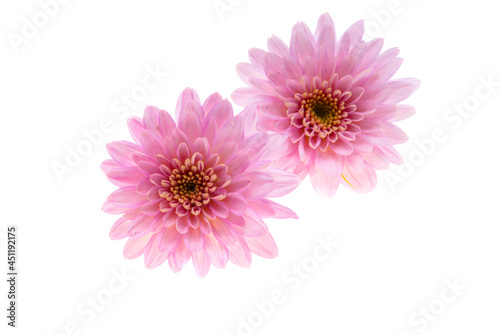 chrysanthemum pink isolated