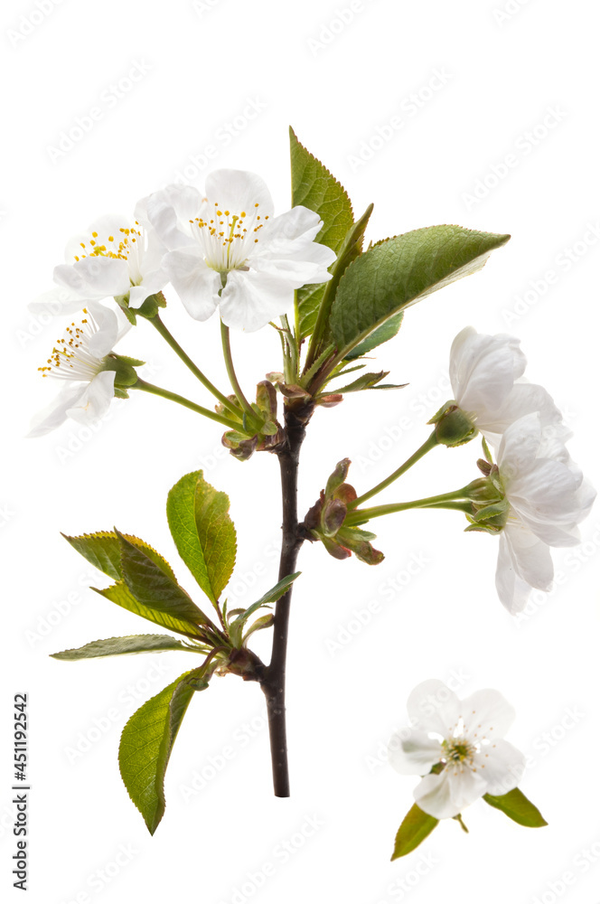 Fototapeta premium cherry blossom isolated