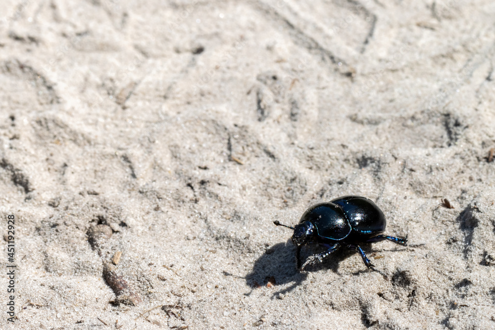 Black dung beetle on dry yellow white sand Black dung beetle on dry yellow white sand