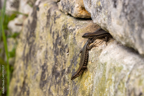 Two wall lizards with plants in background