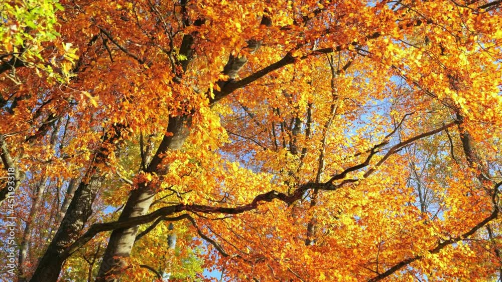 Autumn tree in magnificent warm vibrant colors, with the blue sky visible behind the foliage, worms eye view footage
Autumn tree in magnificent warm vibrant colors, with the blue sky visible behind the foliage, worms eye view footage